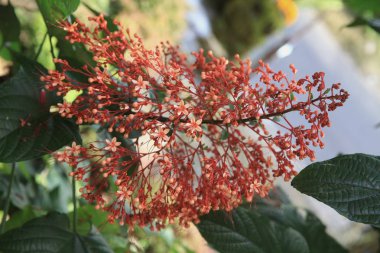  Bir ağaç, Bali, Endonezya üzerinde küçük kırmızı çiçek çiçeklenme