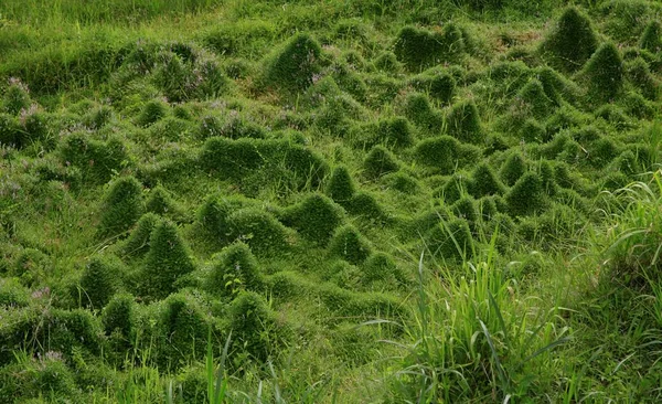 Yeşil halı - pirinç tarlaları Bali, Endonezya