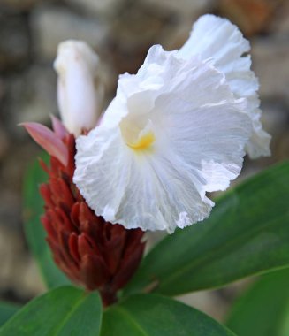 Beyaz çiçekleri yakın, Bali, Endonezya