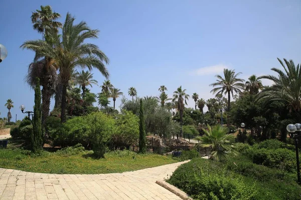 Park Garden Hill Pisg Place Rest Jaffa Israel — Stock Photo, Image