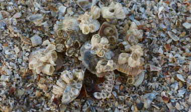 Nehir kıyısında ki deniz kabukları