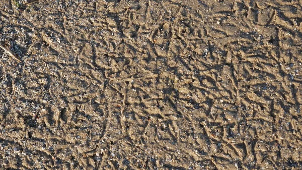 Ίχνη Από Γλάρους Στην Άμμο Στην Όχθη Του Νότιου Bug — Φωτογραφία Αρχείου