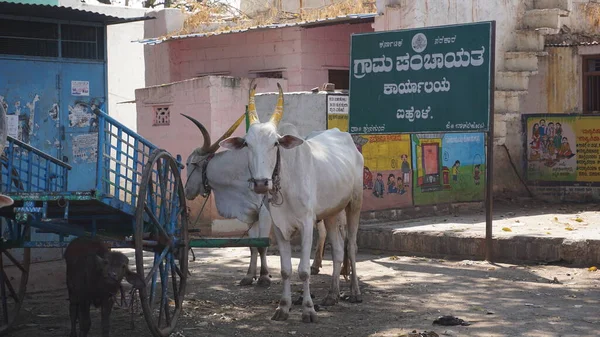 Heilige Dieren Van India Een Koe Wordt Geïdentificeerd Met Een — Stockfoto