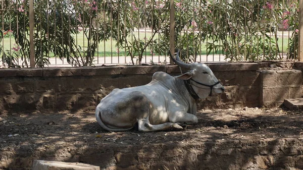 Ιερά Ζώα Της Ινδίας Μια Αγελάδα Ταυτίζεται Μια Varna Brahmanas — Φωτογραφία Αρχείου