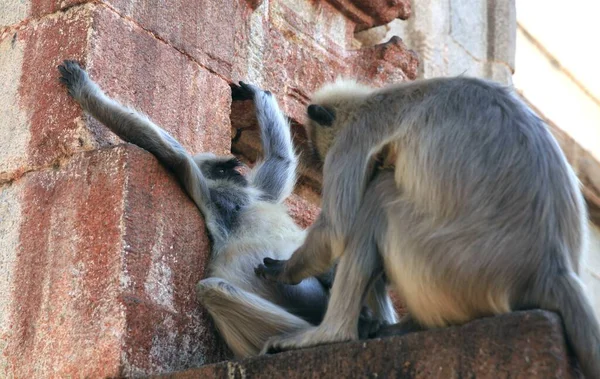 Monkey Wide Open Mouth Black Faced Gray Langur Muslim Descendant — Stock Photo, Image