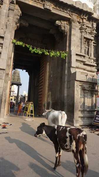 Sacred Cow Streets City Thousands Temples Kanchipuram India Cow Revered — Stock Photo, Image