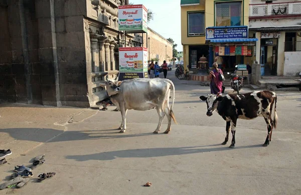 Ιερή Αγελάδα Στους Δρόμους Της Πόλης Των Χιλιάδων Ναών Της — Φωτογραφία Αρχείου