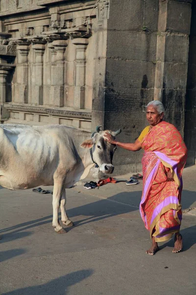 インドのカンチプラムの数千の寺院の街の通りにある聖なる牛 牛は神聖な動物としてヒンズー教で崇拝されています それは豊かさ 純粋さ 聖さを体現し 無私の犠牲の原理の象徴です — ストック写真