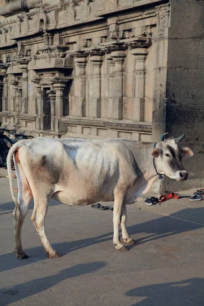 Heilige Kuh Auf Den Straßen Der Stadt Mit Tausenden Tempeln — Stockfoto