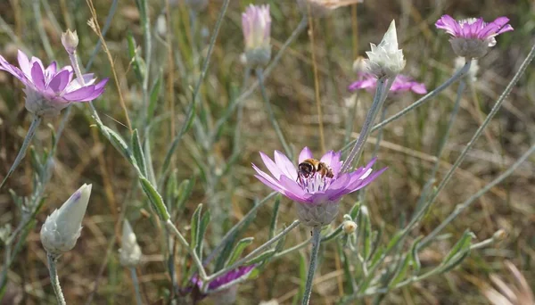 Liliowy Dziki Kwiat Martwe Drewno Xerantemum Którym Pszczoła Zbiera Pyłek — Zdjęcie stockowe