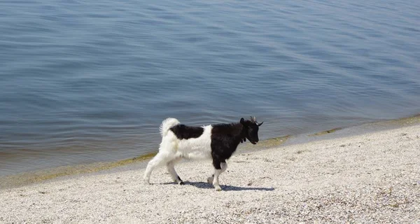 Cabra Negra Blanca Cerca Del Estuario Región Kherson Ucrania — Foto de Stock