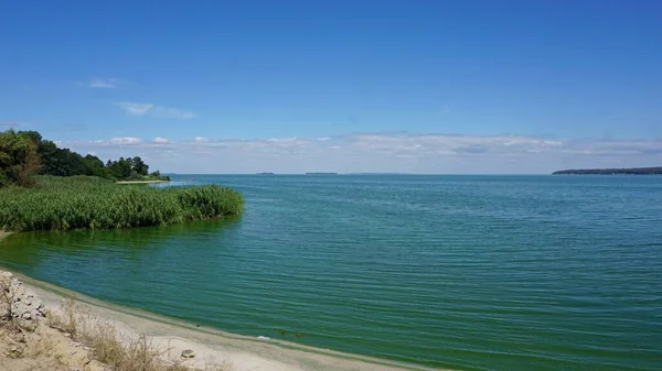 Зелена Вода Розвиток Фітопланктону Призводить Зміни Кольору Води Яскравий Зелений — стокове фото