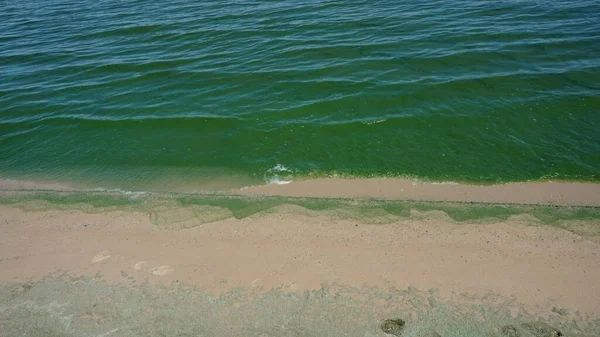 Зелена Вода Розвиток Фітопланктону Призводить Зміни Кольору Води Яскравий Зелений — стокове фото