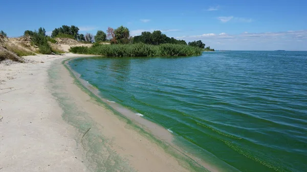 Zielona Woda Rozwój Fitoplanktonu Powodując Zmianę Koloru Wody Jasnozielony Kwiat — Zdjęcie stockowe