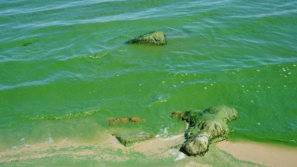 Agua Verde Desarrollo Del Fitoplancton Causando Cambio Color Del Agua —  Fotos de Stock