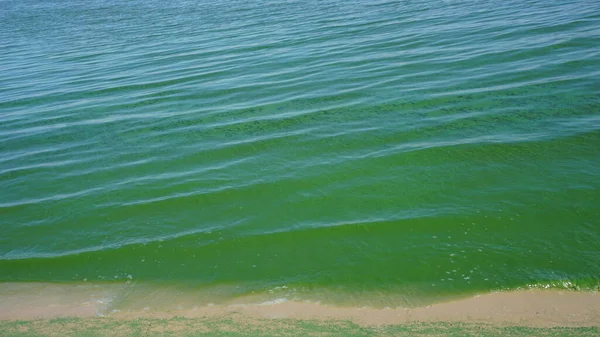 Зелена Вода Розвиток Фітопланктону Призводить Зміни Кольору Води Яскравий Зелений — стокове фото