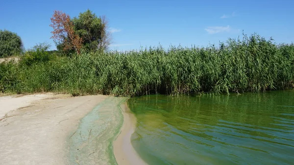 식물성 플랑크톤 이변화 녹색의 우크라이나의 퀴츠코 장소에서의 청록색 알가의 증식으로 — 스톡 사진