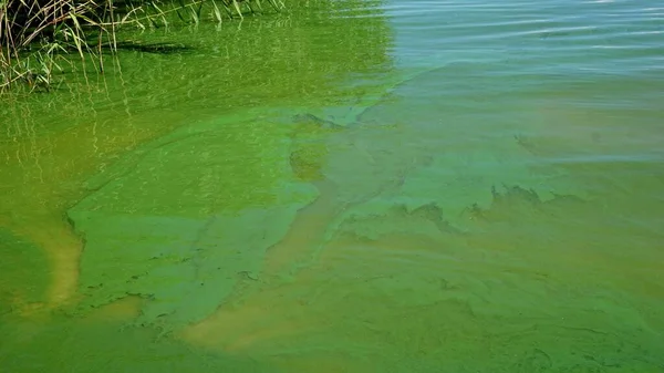 Зелена Вода Розвиток Фітопланктону Призводить Зміни Кольору Води Яскравий Зелений — стокове фото