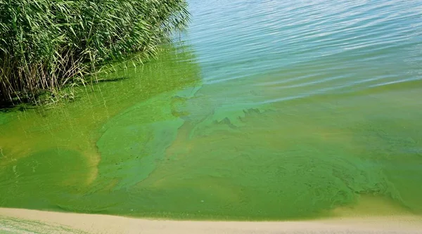 浮游植物的发展 导致水的颜色变化 明亮的绿色花朵是蓝绿色高粱繁殖的结果 乌克兰Kremenchutskoe水库 — 图库照片