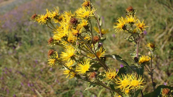 Planta Medicinal Devyasil Omán Lat Nula Tiene Efectos Antiinflamatorios Coleréticos — Foto de Stock