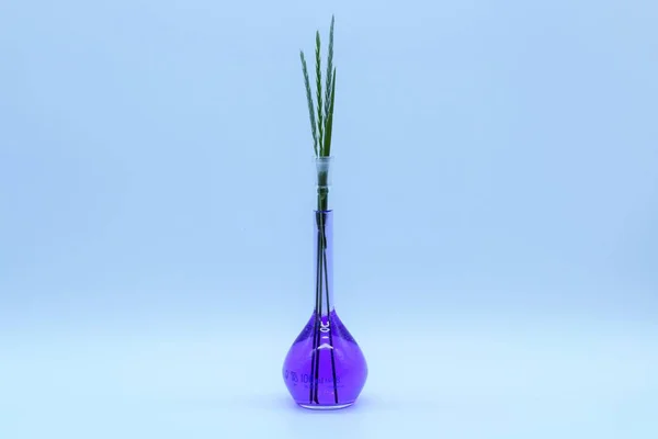 Una Lampadina Vetro Alto Con Liquido Viola Sfondo Blu Erba Foto Stock