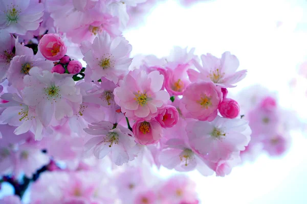 Japanese Cherry Spring Flowers Cherry Blossom — Stock Photo, Image