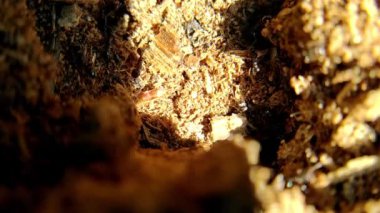 Doğal ortamlarında karıncalar