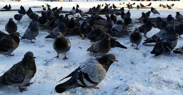 Pombos Cidade Uma Rua Inverno — Fotografia de Stock