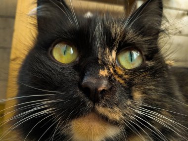 Bir fareli köyün kedisi kameraya bakar.