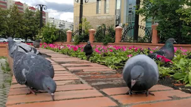 广场上的城市鸽子 — 图库视频影像