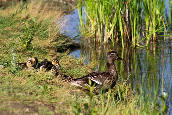 Pato Com Patinhos Margem Rio — Fotografia de Stock