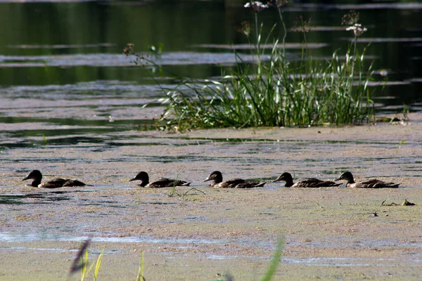 Ente Mit Entchen Auf Dem Fluss — Stockfoto