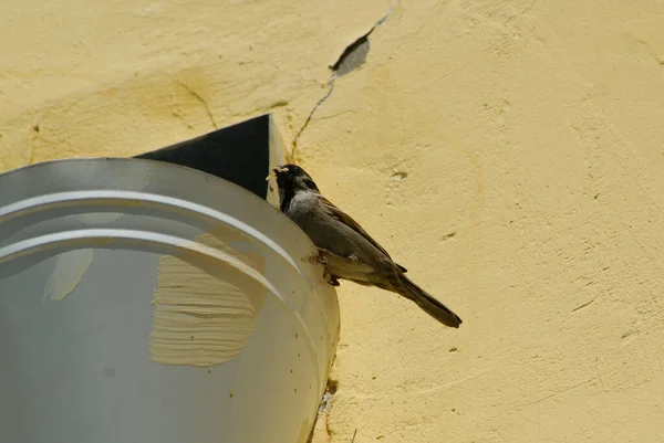 Young Sparrow Drainpipe — Stock Photo, Image