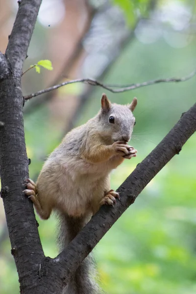 Squirrel Tree Branch — Stock Photo, Image