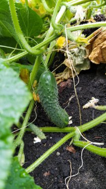 Bahçedeki genç salatalık