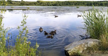 Nehirde ördek yavrularıyla ördek