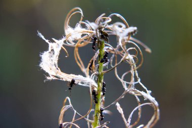 Yosun çiçeğindeki karıncalar