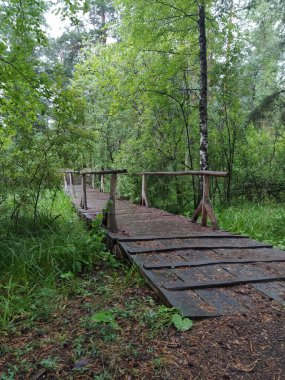 Ormanda ahşap köprü