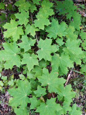 Ormanda yeşil akçaağaç yaprakları