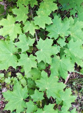Ormanda yeşil akçaağaç yaprakları