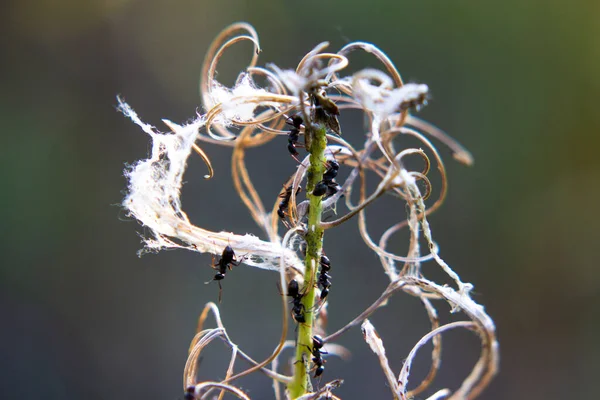 Ants Fireweed Flower — Stock fotografie