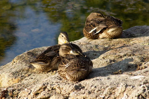 Enten Ufer Des Flusses — Stockfoto