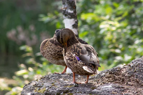 Patos Margem Rio — Fotografia de Stock