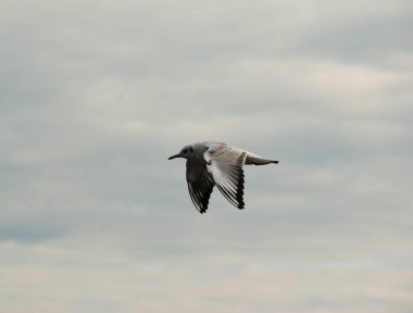 Martı gökyüzüne doğru uçuyor.