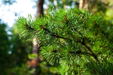Güneşteki çam dallarına yağmur damlaları
