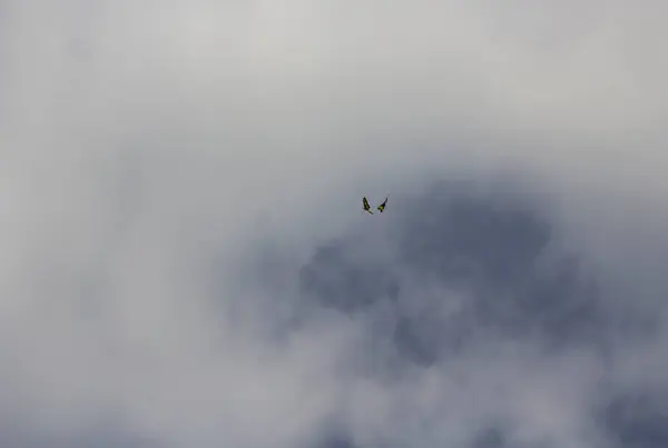 Dos Mariposas Contra Cielo —  Fotos de Stock