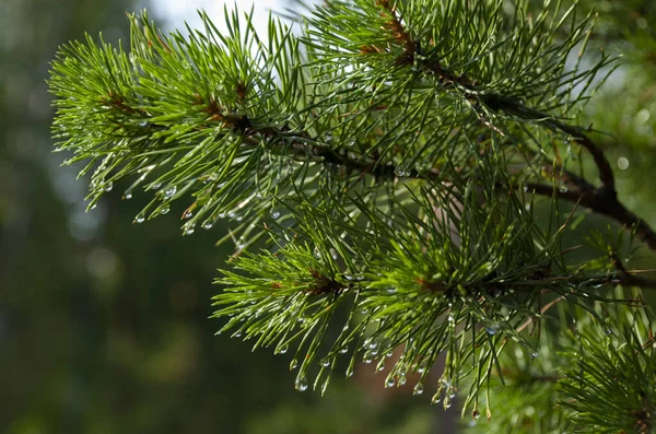 Gouttes Pluie Sur Les Branches Pin Soleil — Photo