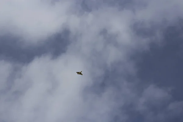 Twee Vlinders Tegen Lucht — Stockfoto