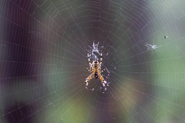 Rus hamamının içi..