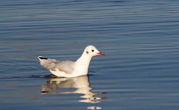 Ivory Gull Floating Water — Stock Photo, Image